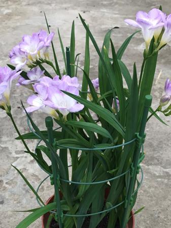 2022虎年年宵花,年宵花系列来了