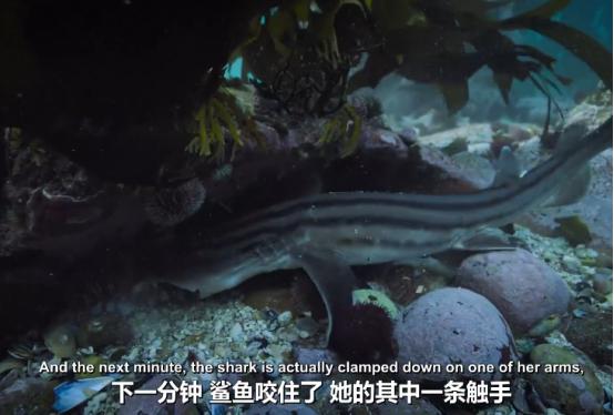 这个男人太大胆，因为夫妻不和谐，转身就爱上了一条章鱼！纪录片