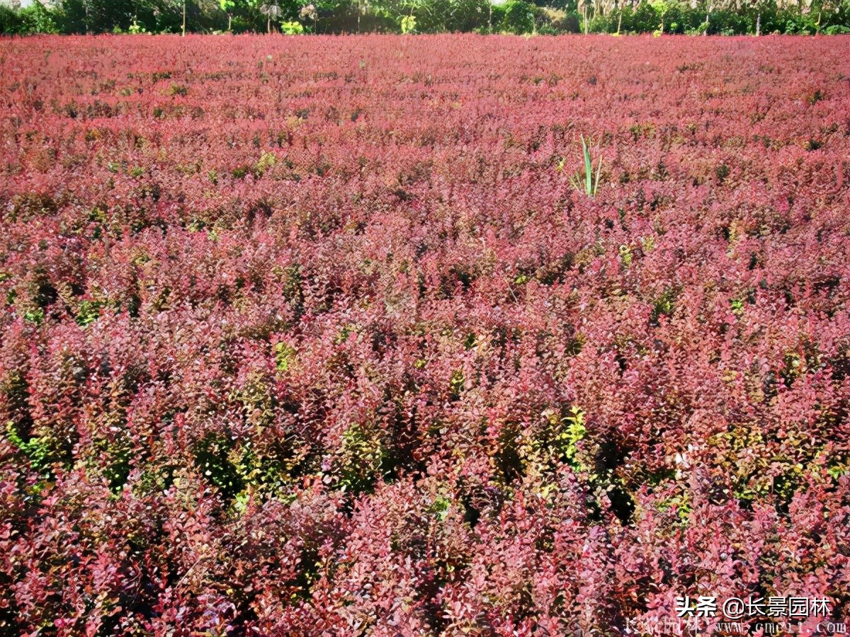 红叶小檗紫叶小檗的价格,红叶小檗幼苗批发基地
