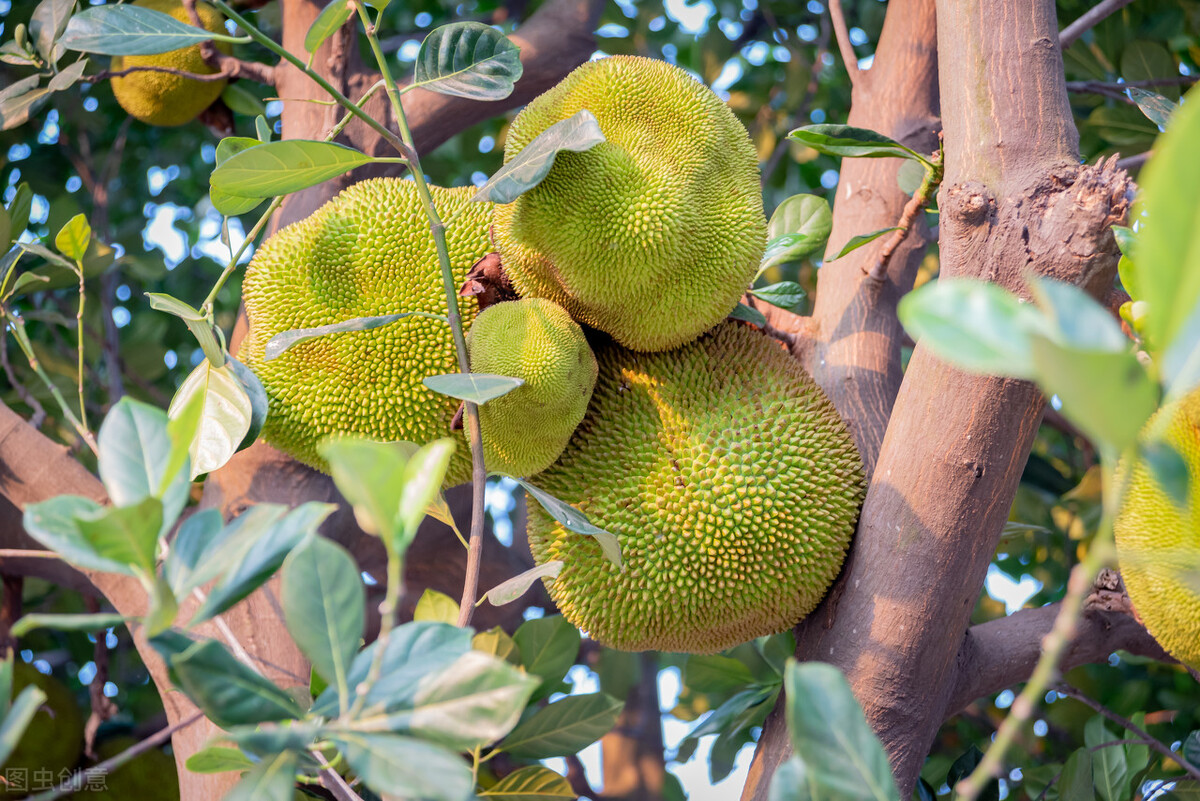 广东湛江一年四季水果名单,湛江特色水果介绍