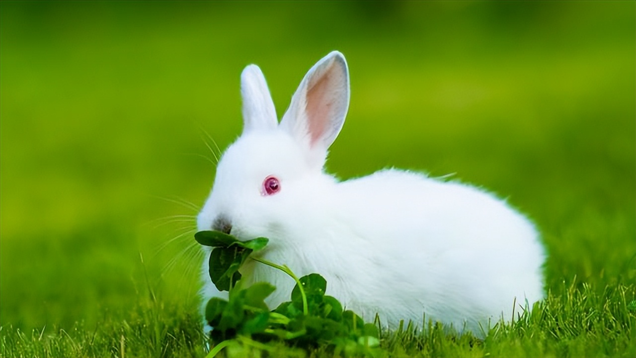 刚生下来的兔仔怎么管理,刚出生兔仔怎么人工喂养