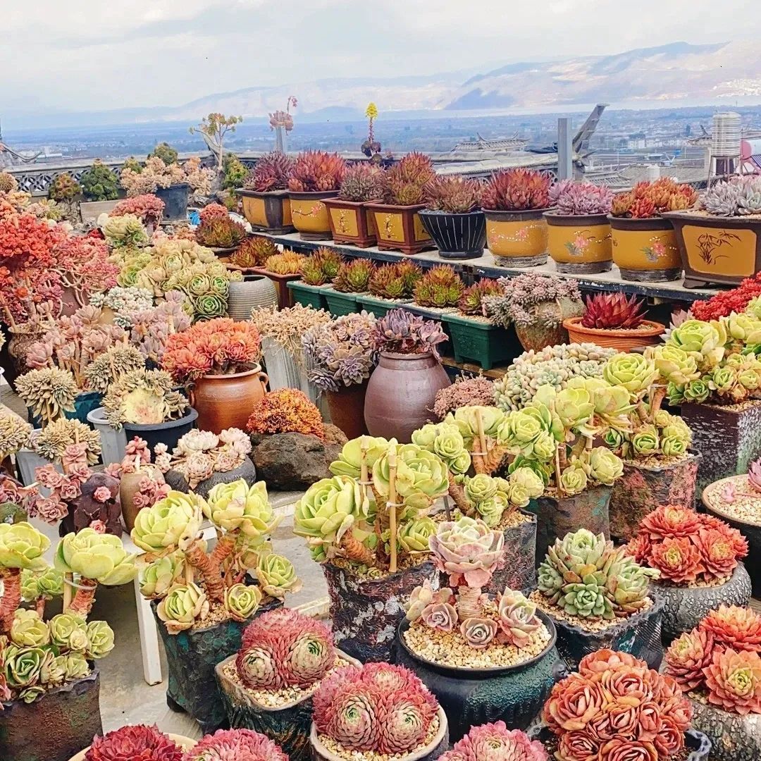 5种花别乱养香味有毒,5种花浇不死浇水越多长得越旺