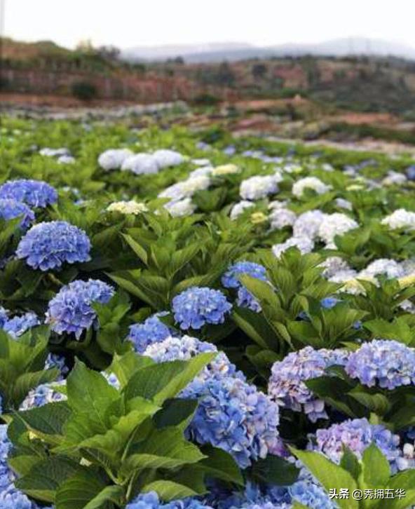 周末去哪里玩最合适昆明,昆明景点莫奈花园