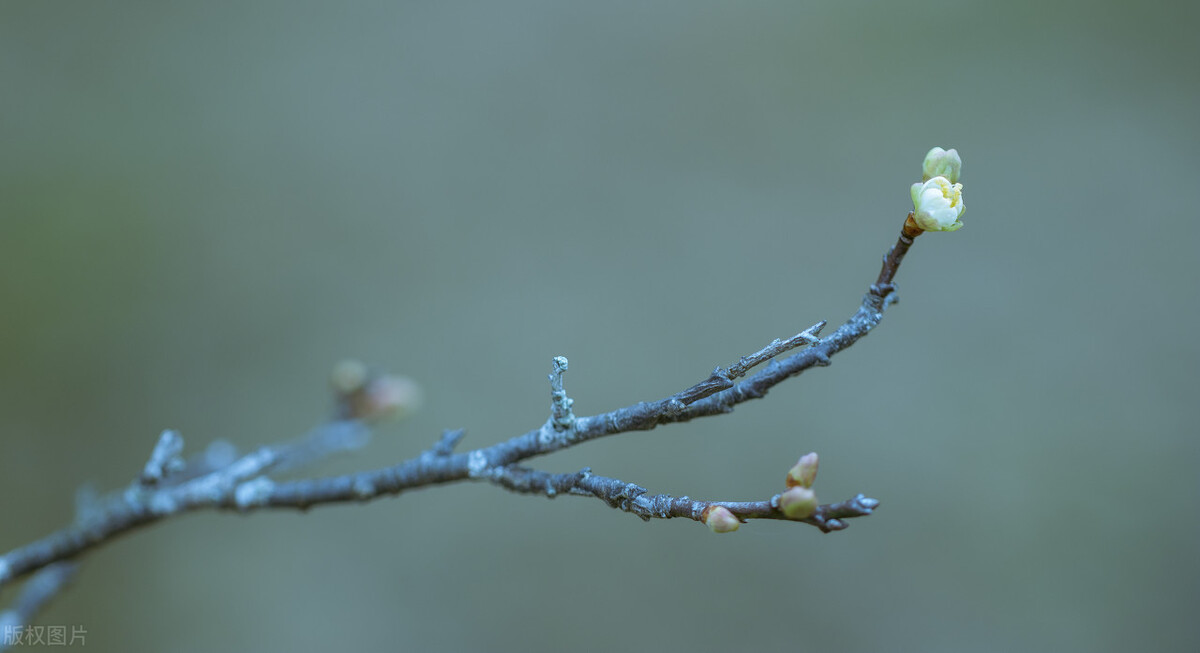 古诗词里关于友谊的唯美诗,8首友谊诗词