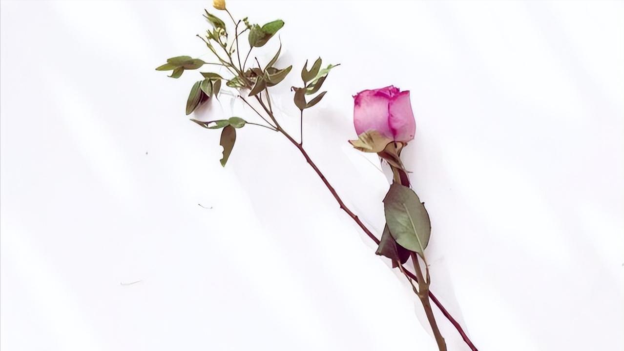 两个有家室的人相爱了该怎么抉择,两个有家室的人在一起最好的办法