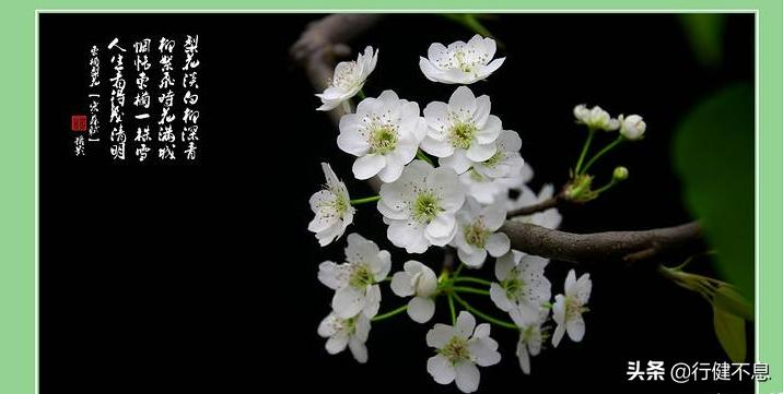 苏东坡词十首此心安处是吾乡,苏东坡的此心安处是吾乡说的是谁