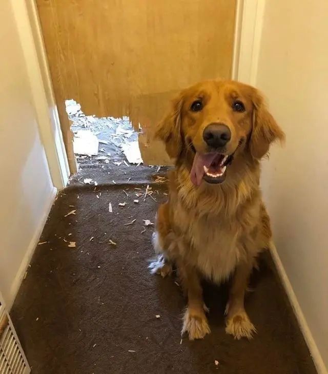 狗狗分离焦虑太严重,狗狗分离焦虑一不在家就拆家