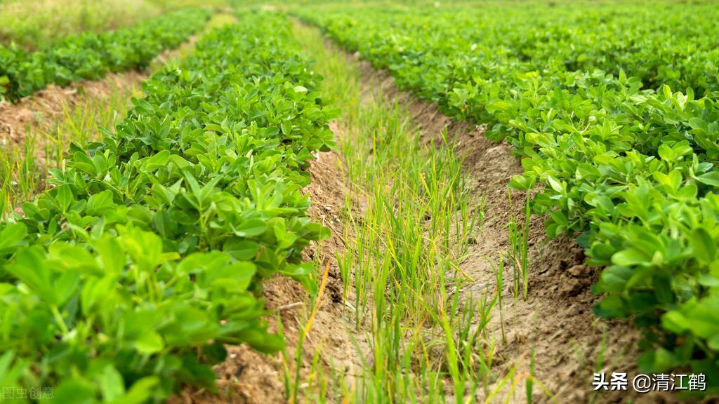 种花生为什么用水泥做肥料,用水泥来种花生有什么作用
