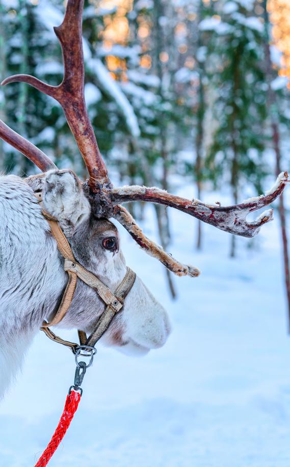 官方发声：让鞭炮声重新响起！必去的​14条春节长线，过个畅快新年