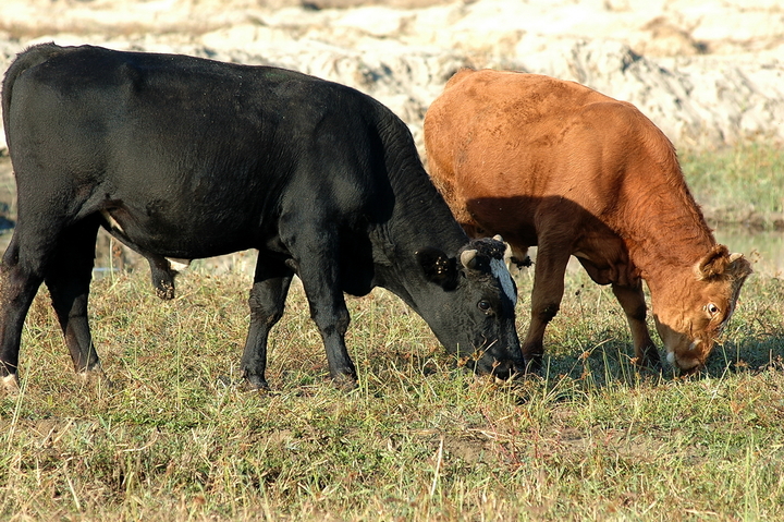 牛肌肉注射部位打针化脓了怎么办,牛打针引起的脓包怎么治