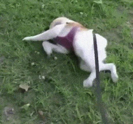 这样的阴间猫狗审美，早该翻车了