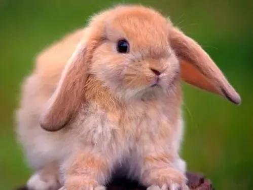 适合当宠物的小兔子,适合家庭当宠物养的四种小兔兔