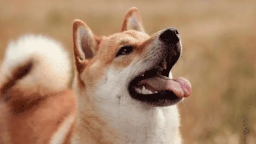 狗狗打喷嚏咳嗽干呕是咋回事,狗狗咳嗽干呕打喷嚏症状