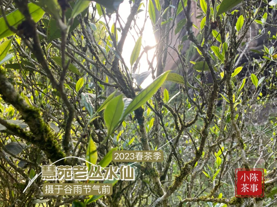 水仙足火乌龙茶马口味道怎么样,武夷岩茶老枞水仙1999年的能喝吗