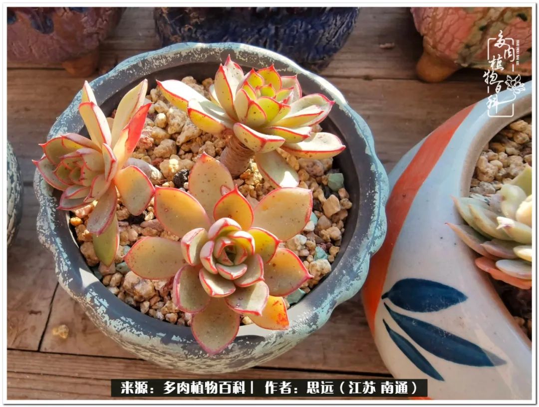 隔着时间的深爱，来自秋天的私语