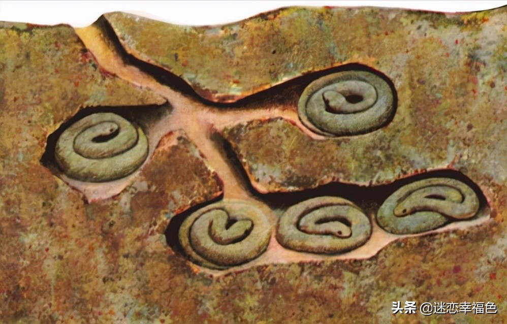 福建一工地挖出“冬眠”蟒蛇,一工地挖出“冬眠”蟒蛇