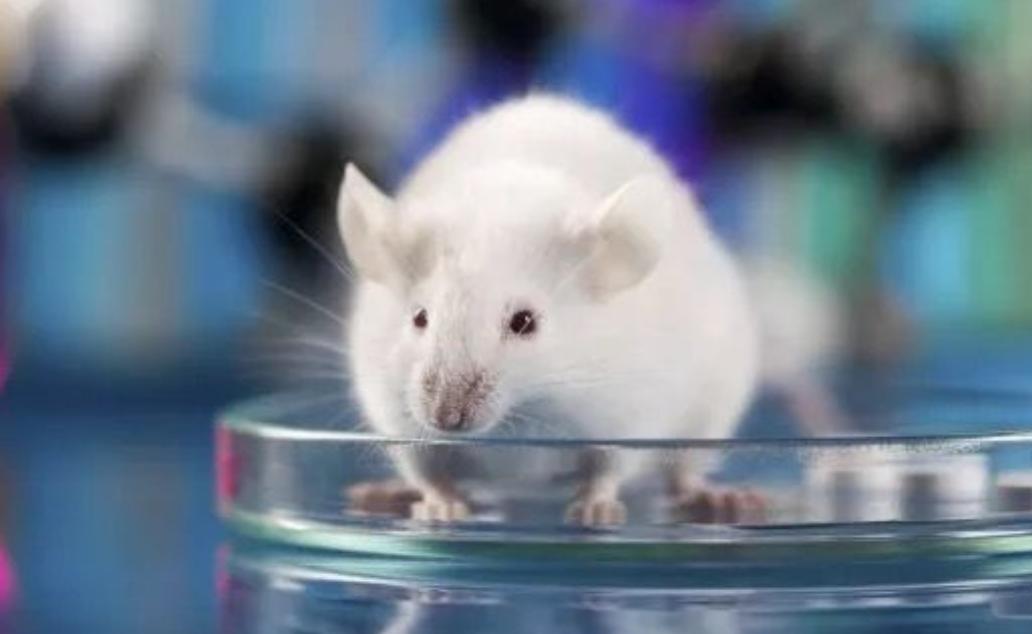 美国8只白鼠进入乐园,美国将8只白鼠放进乐园