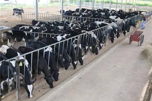奶牛规模化养殖场建设方案,奶牛养殖场建设的标准是