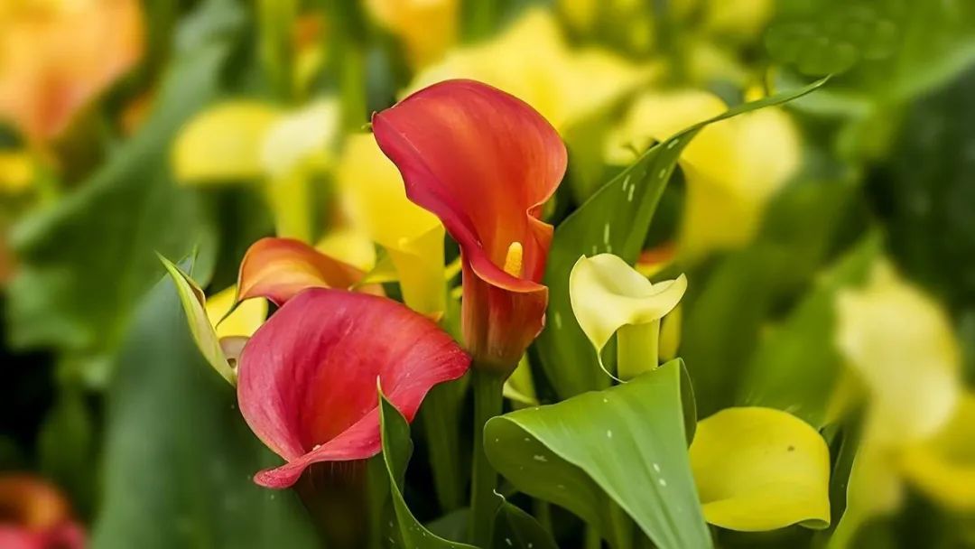 马蹄莲要开花了怎么养护,马蹄莲开花后怎么养护和管理