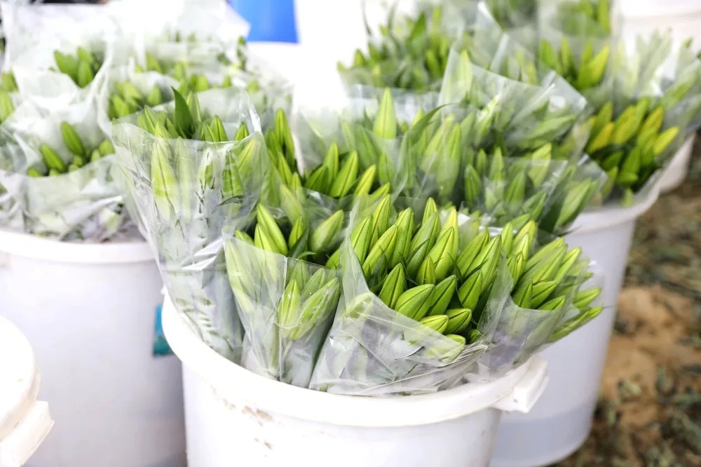 香水百合含苞待放,含苞待放的百合