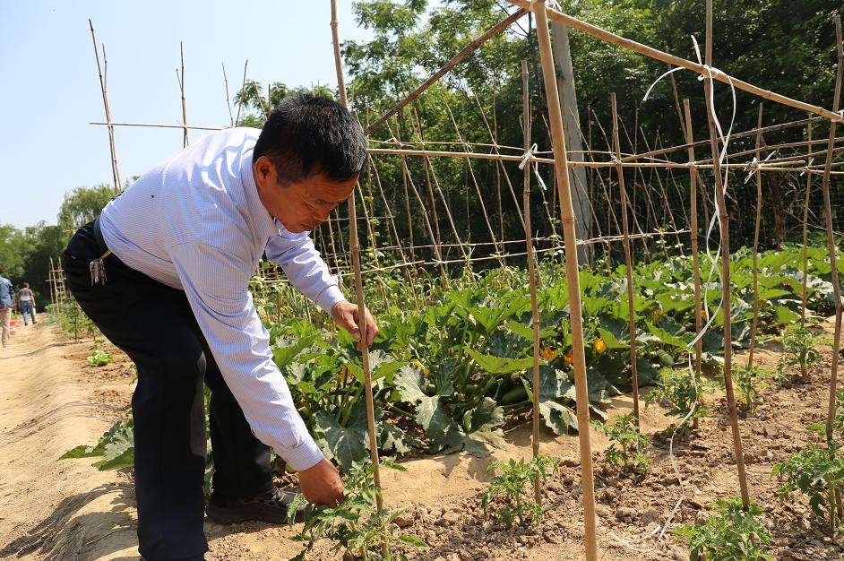 南京租地种菜农场,城市农夫屋顶蔬菜果园