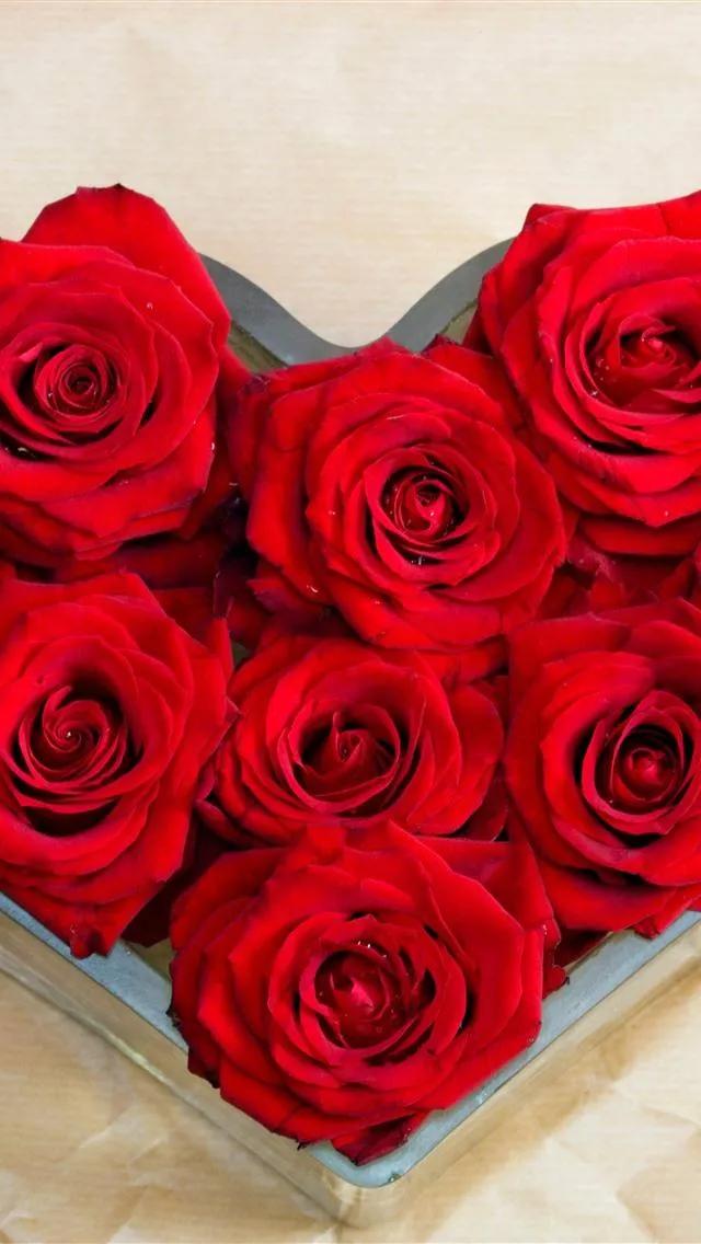 520浪漫玫瑰花壁纸,红玫瑰花壁纸大图