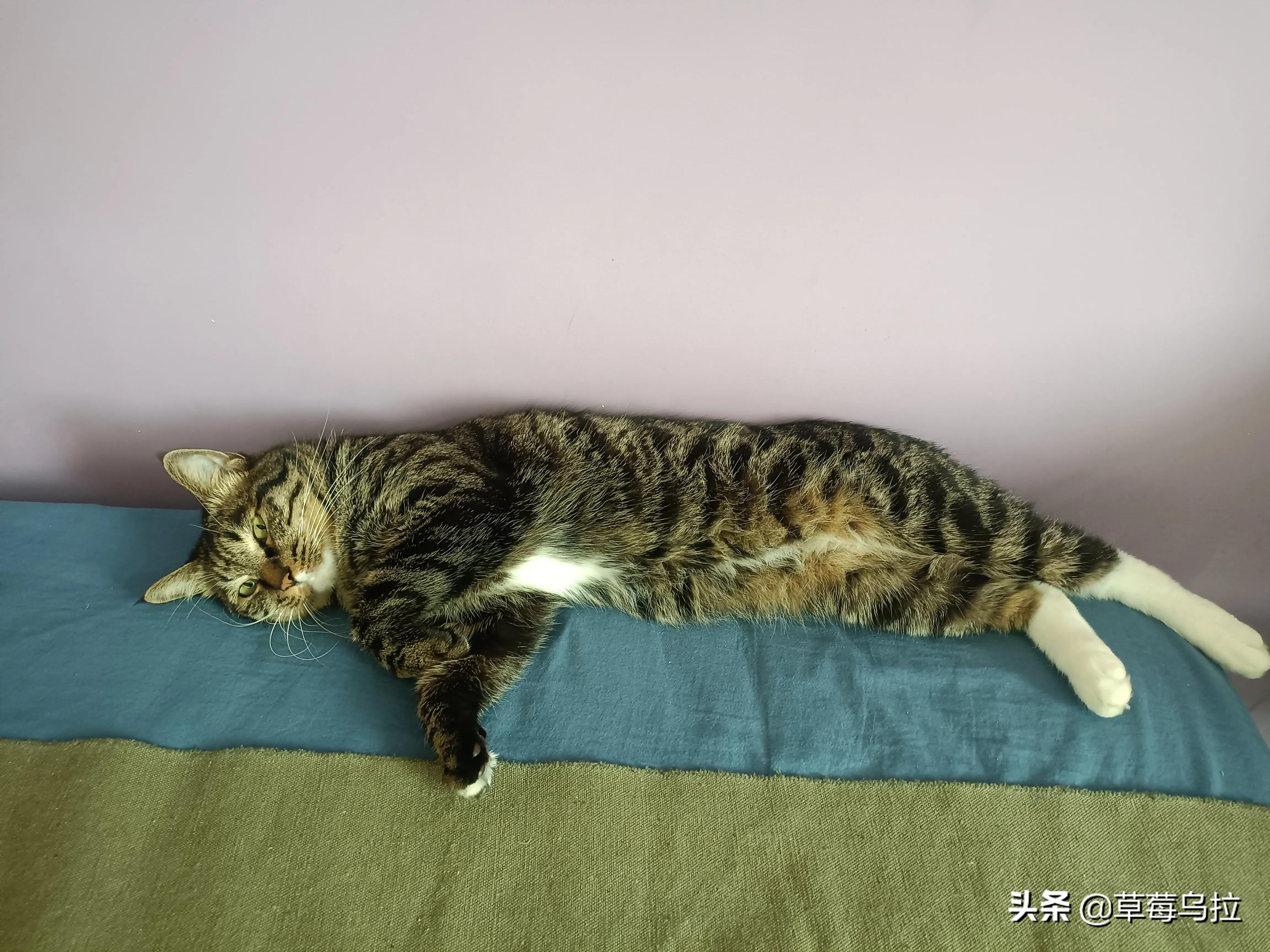 养土猫会不会被人看不起,养土猫真的就低人一等吗