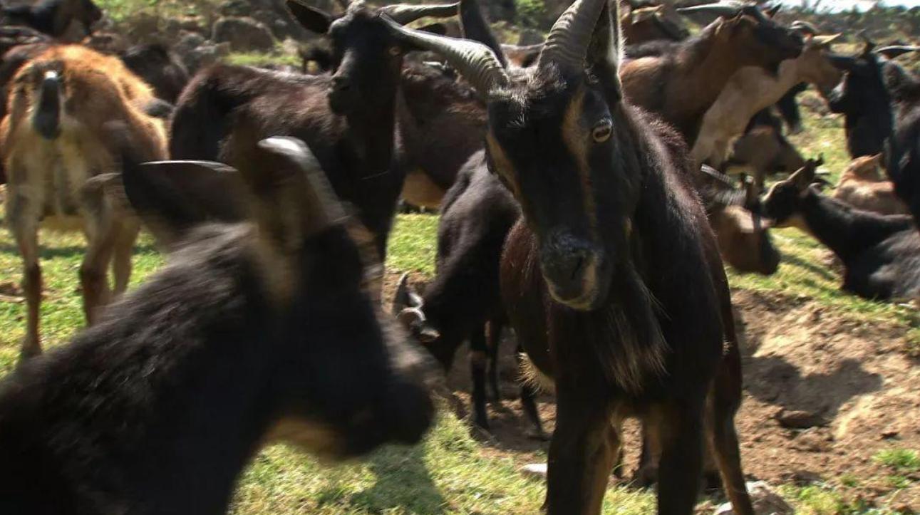 云南出现黑色怪羊,云南惊现怪羊