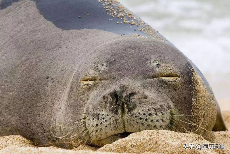 海豹为什么把鳗鱼插进鼻子里,海豹鼻子里的鳗鱼被抽出