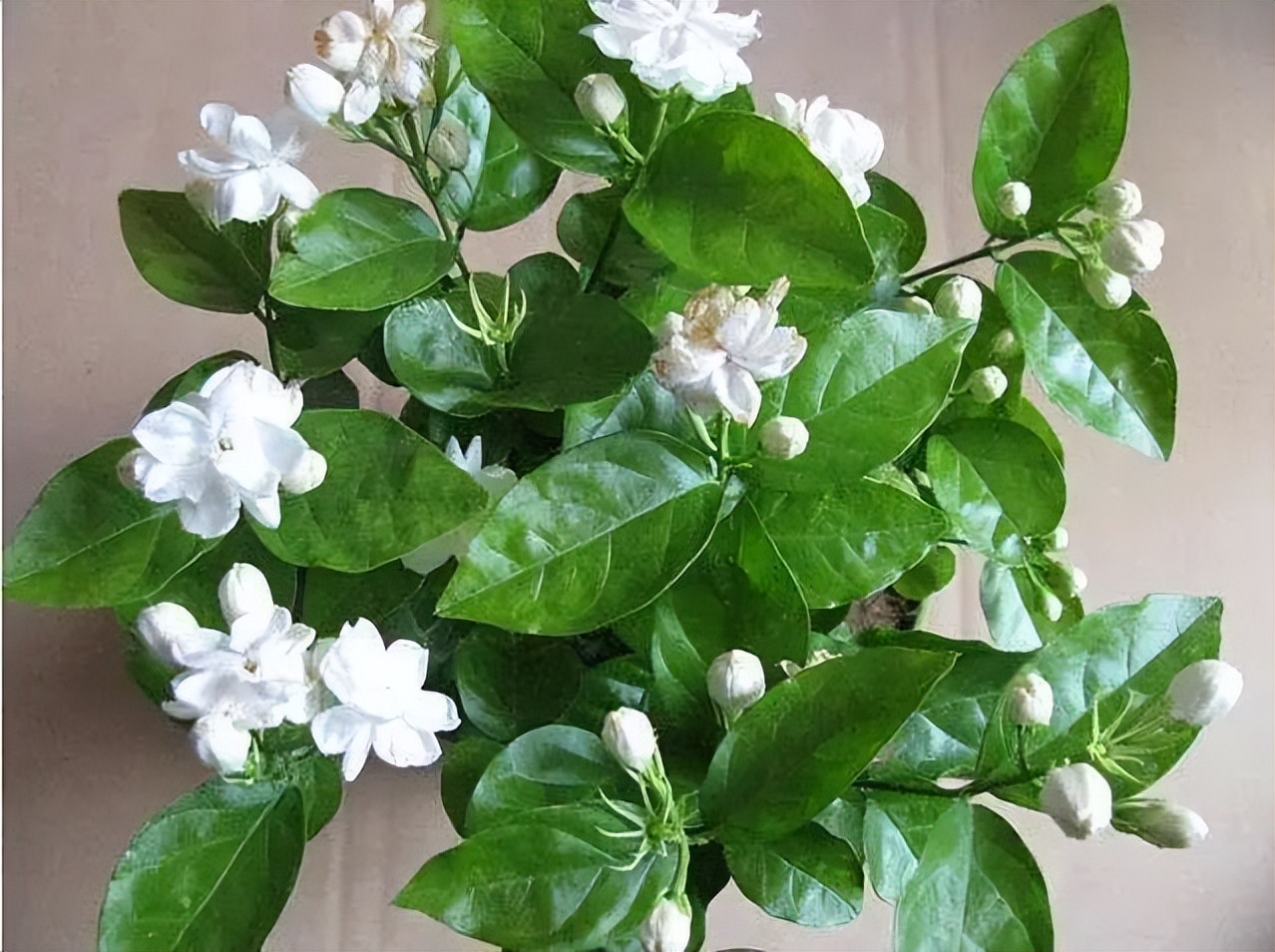 家庭15种花适合室内养的花,懒人室内种花养什么花好看