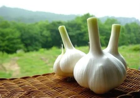 如何治蟑螂最有效的方法,房子蟑螂多怎么解决不再有蟑螂