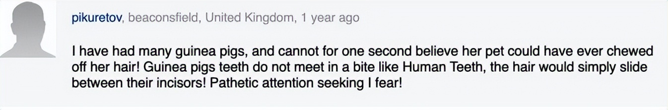 加拿大妈妈发现儿子头发莫名“越留越短”，居然是被家里豚鼠啃得