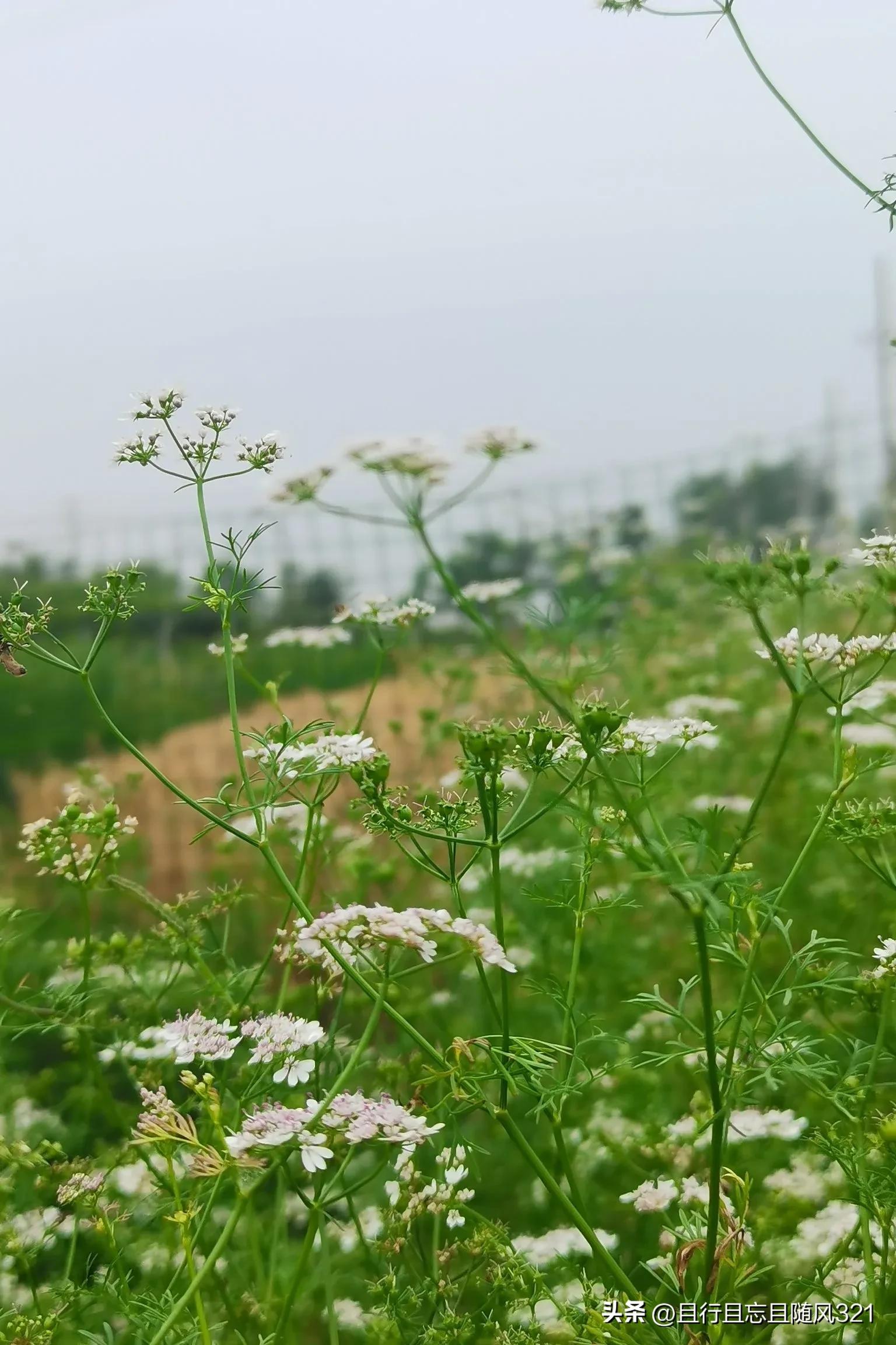 儿子有传宗接代的义务吗,儿子的作用是什么