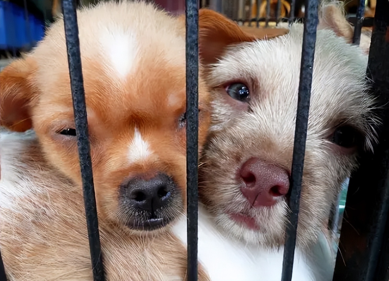 在狗市买狗需要注意哪些事项,在狗市买狗应该注意什么事项