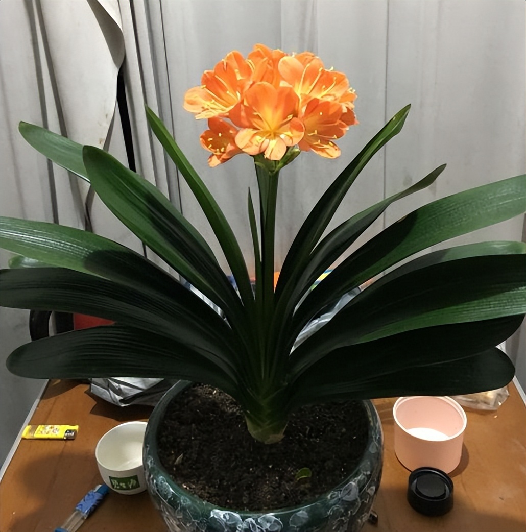 君子兰夏天怎么养才能更旺盛一些,君子兰夏季怎么养才能更旺盛