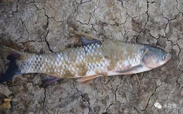 低温水霉怎么治疗,赤皮水霉