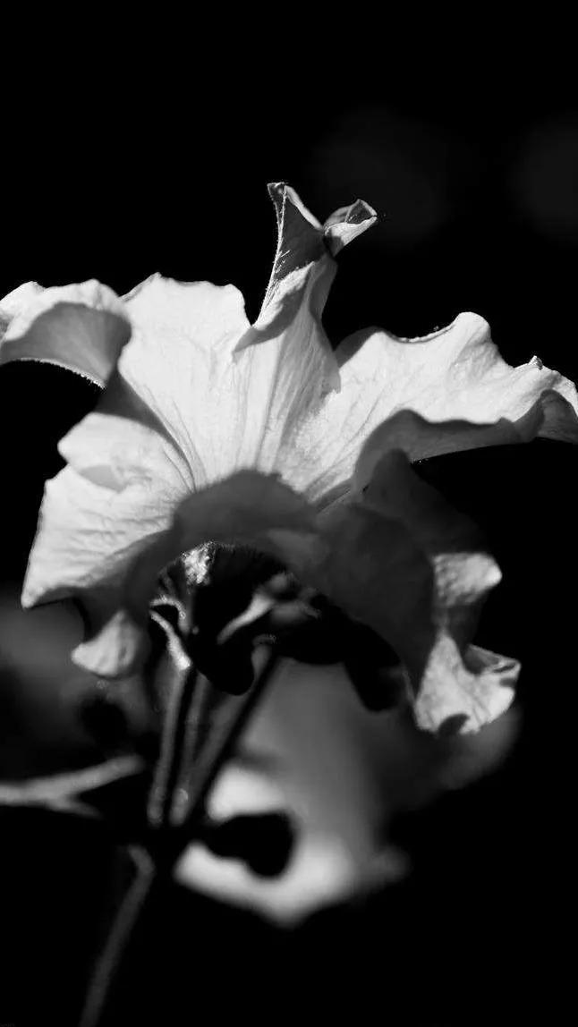 花朵黑白手绘图,黑白图片花朵