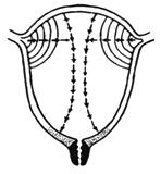 孕妈妈怎么判断胎位是正的,胎儿屁股在右侧是什么胎位