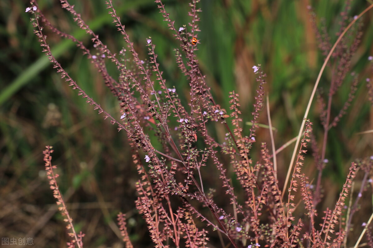 中医说头发出油多但不掉发,头发出油掉发中医辨证