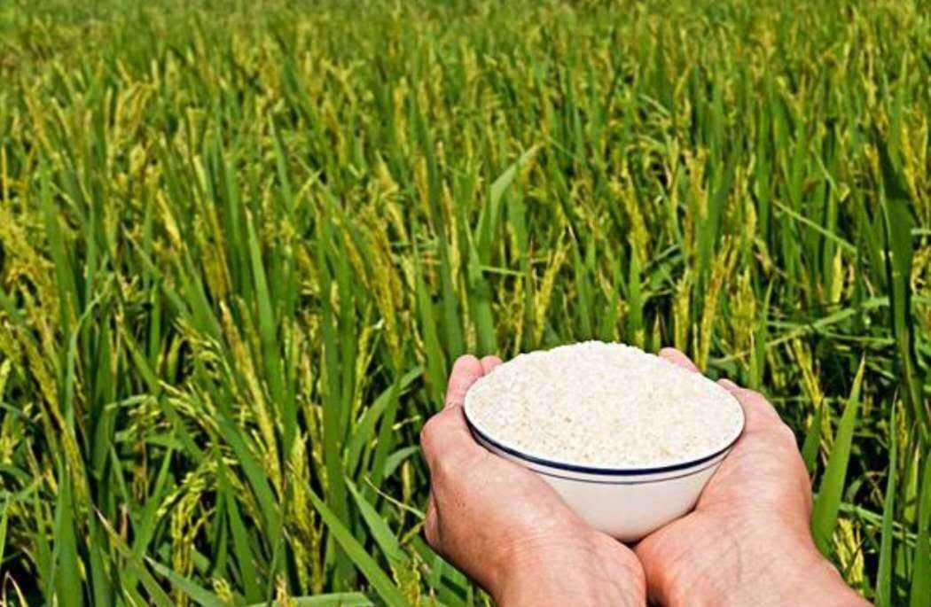 硒元素对癌细胞的作用,硒食物抗癌