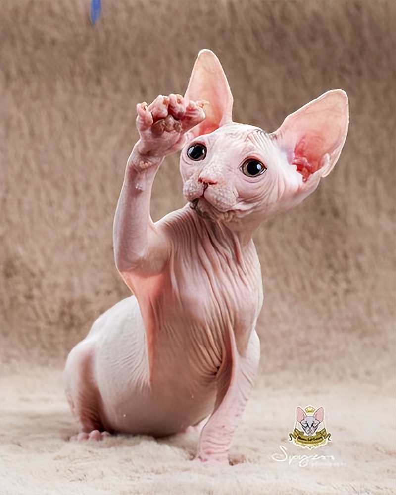 纯种猫咪有哪些颜色,纯种宠物猫有哪些品种