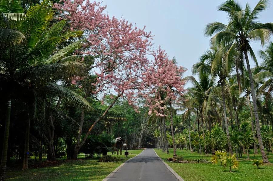 云南西双版纳旅游攻略app,云南西双版纳旅游攻略自由行12月