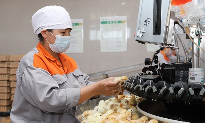 冬季蛋鸡饲养管理需要注意些什么,海兰褐商品代蛋鸡饲养管理手册