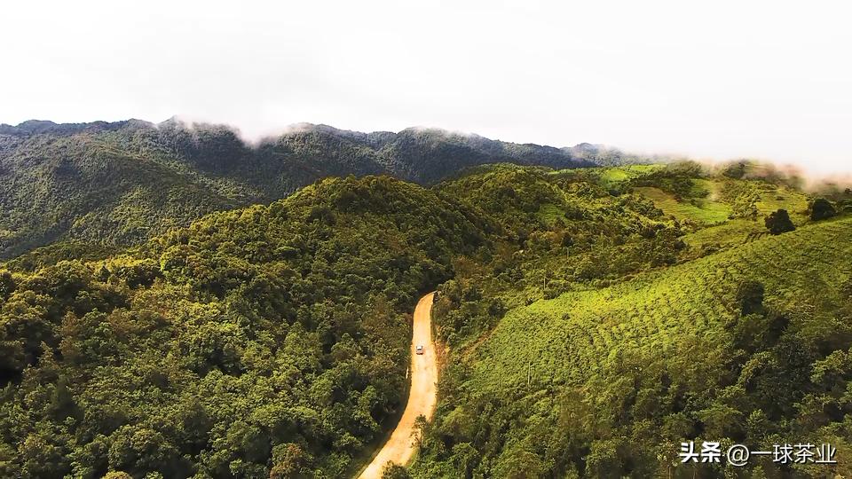 同庆号普洱茶黄印和红印的区别,普洱茶红印黄印绿印什么区别