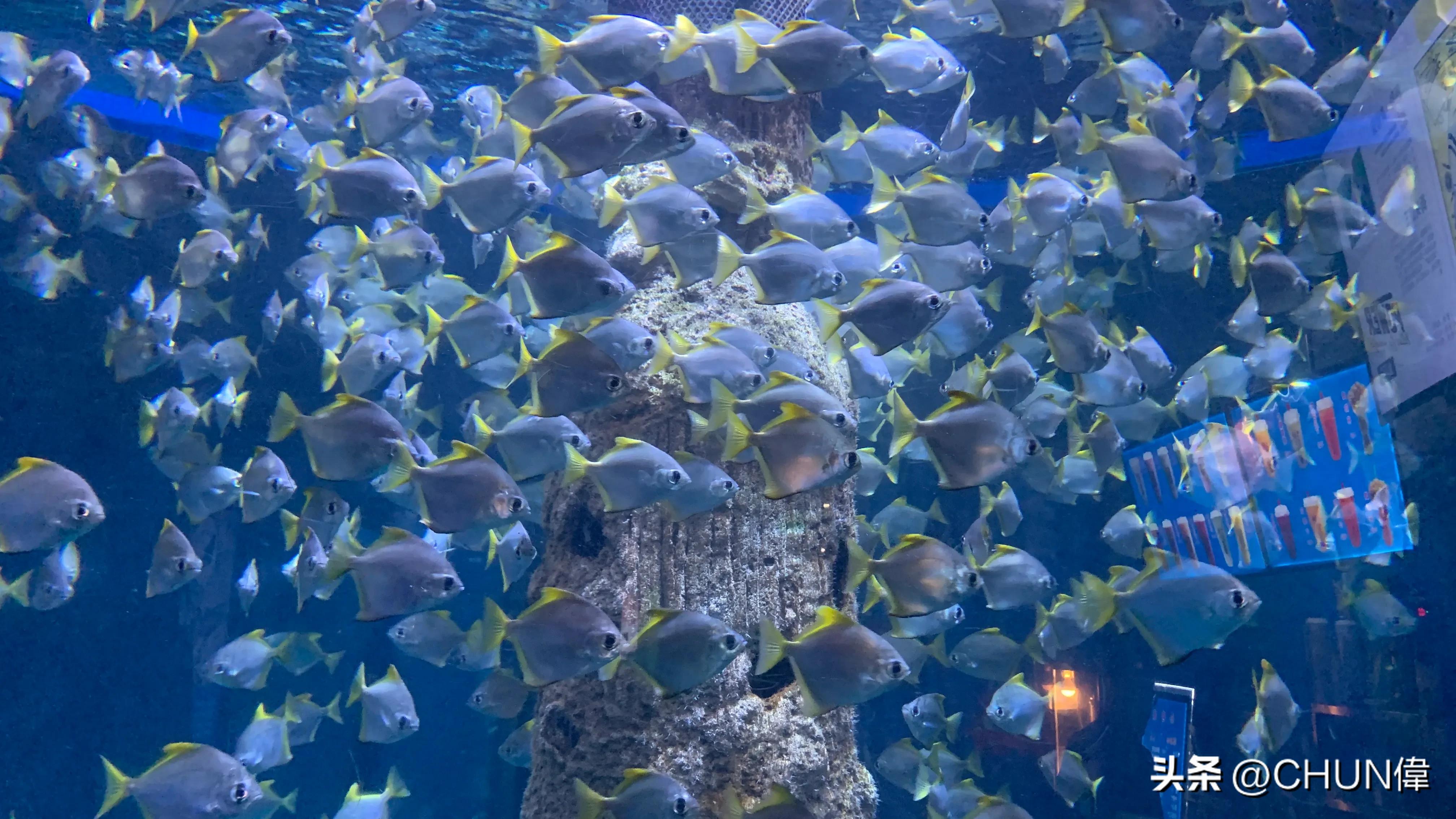 自由行厦门鼓浪屿四天怎么安排,鼓浪屿一日游五一