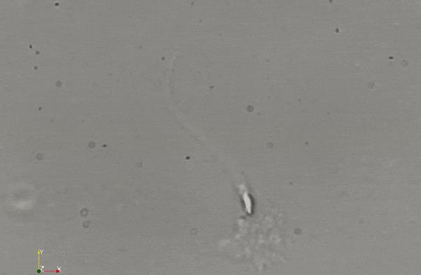 精子的生命力有多强大,精子的8大秘密