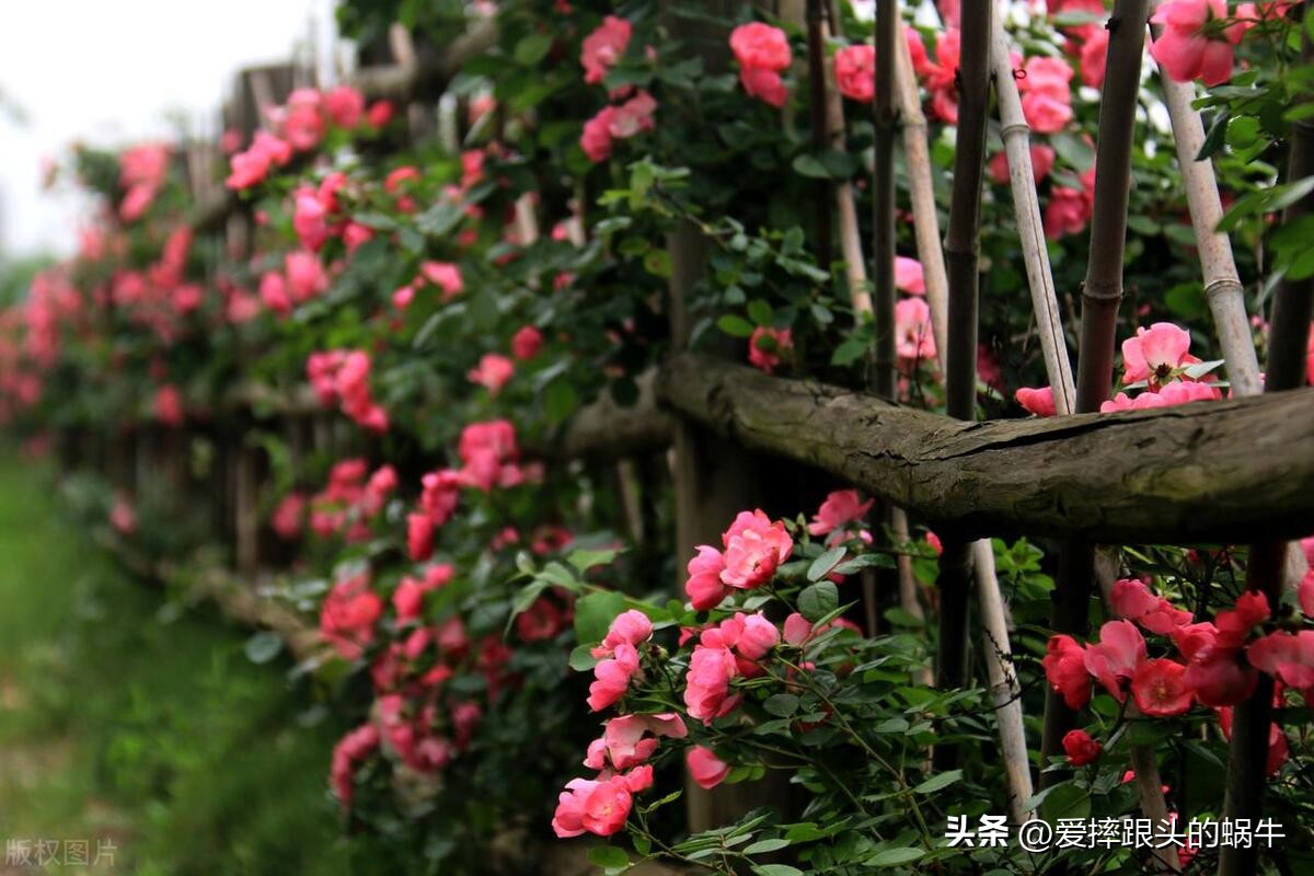 生如夏花灿烂的时候,生如夏花绚烂绽放歌曲视频