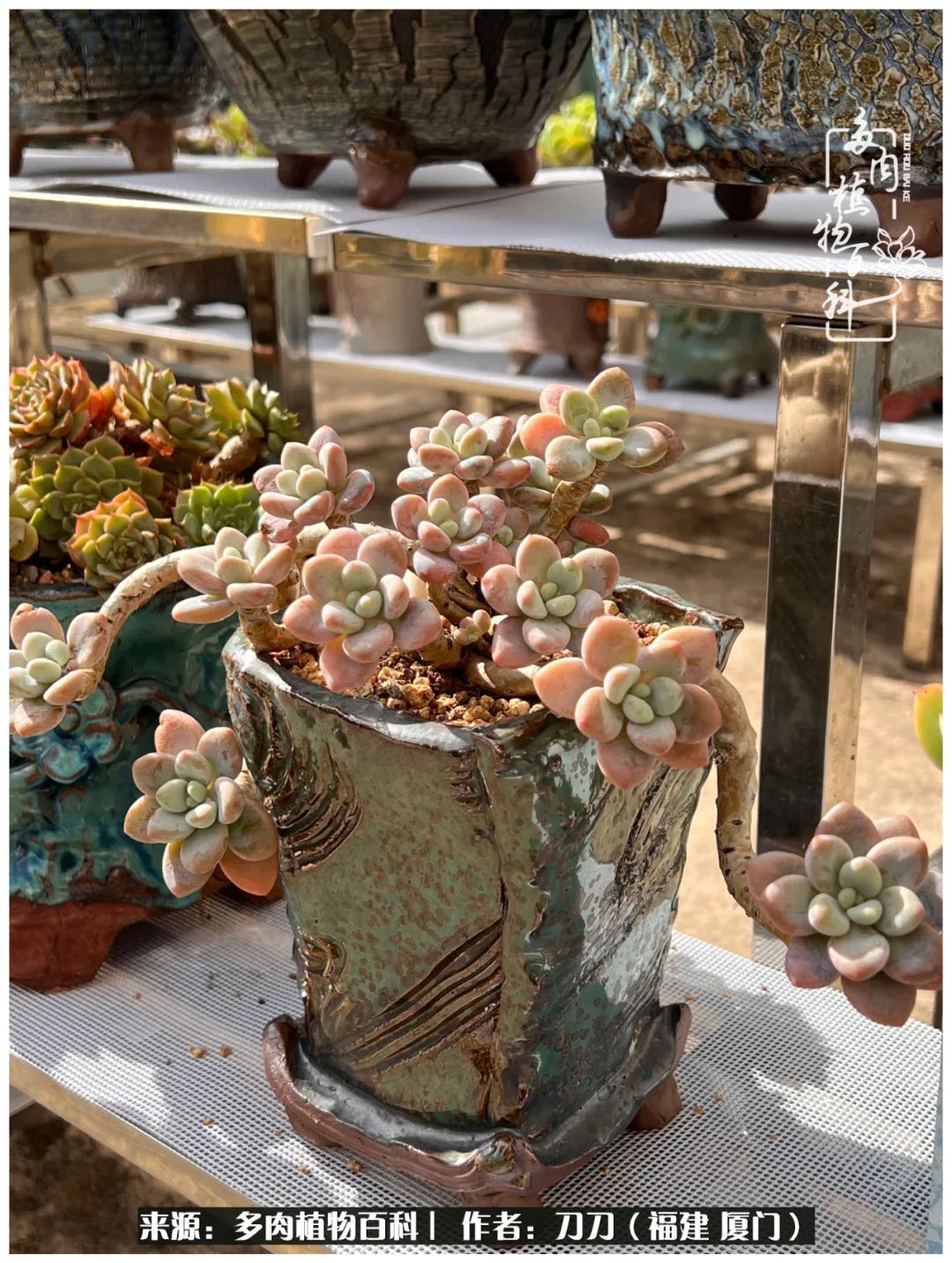 多肉夏季不好养品种有哪些,高花盆为什么养不好多肉