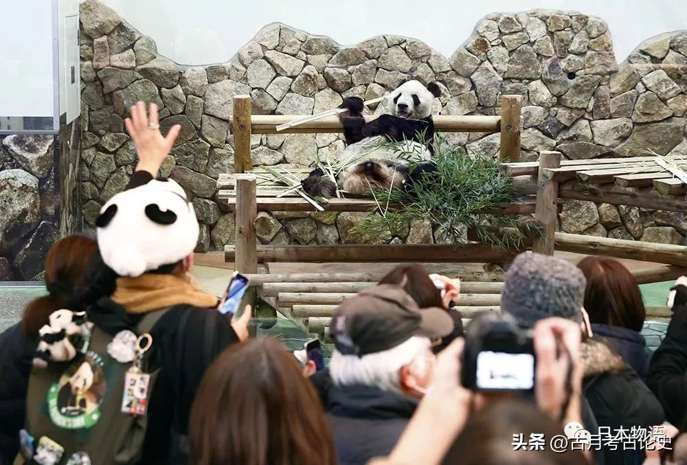 旅日大熊猫回国日本人反应,四只旅日大熊猫陆续归国