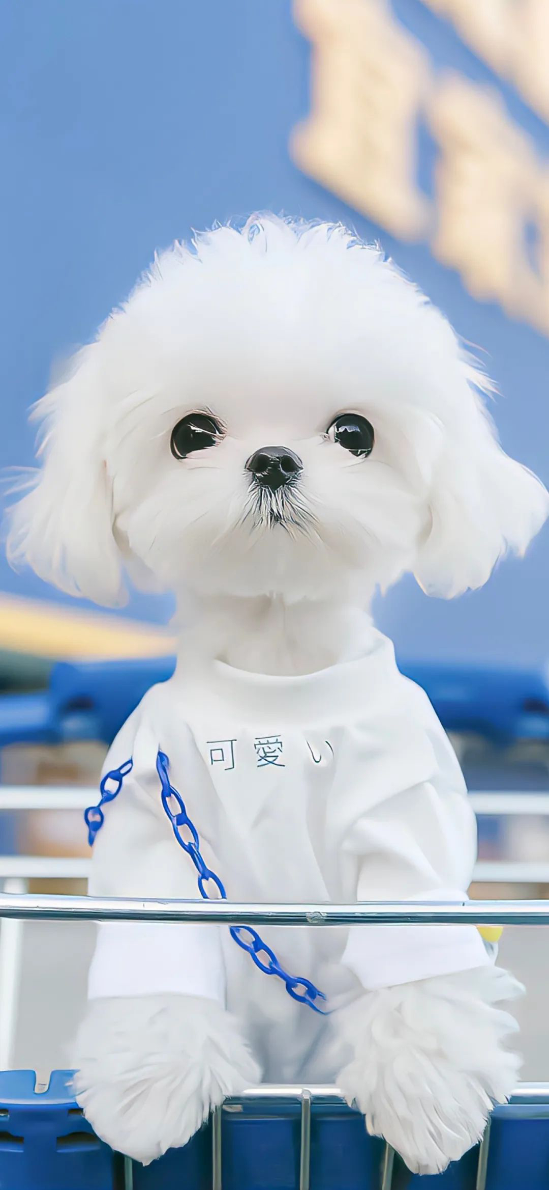 美女手机壁纸超清全屏,明星专用手机壁纸全屏